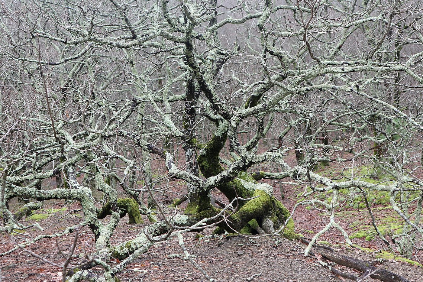 Изображение особи Quercus petraea.