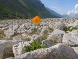 Papaver oreophilum. Цветущее и плодоносящее растение. Кабардино-Балкария, Черекский р-н, дол. р. Псыгансу, ≈ 2400 м н.у.м., донная морена, альпийский луг. 29.07.2025.