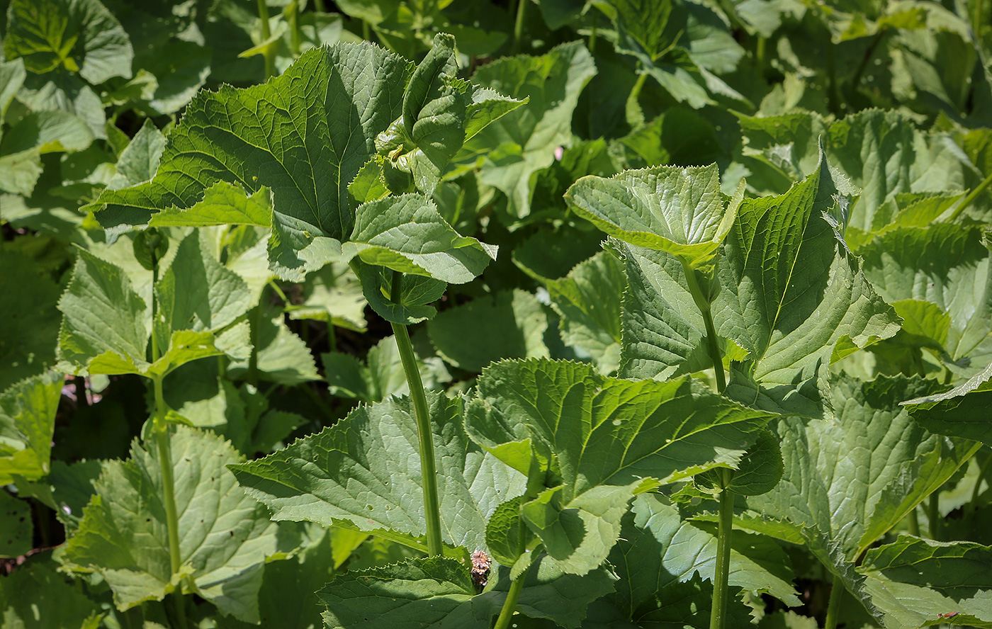 Image of Caucasalia pontica specimen.