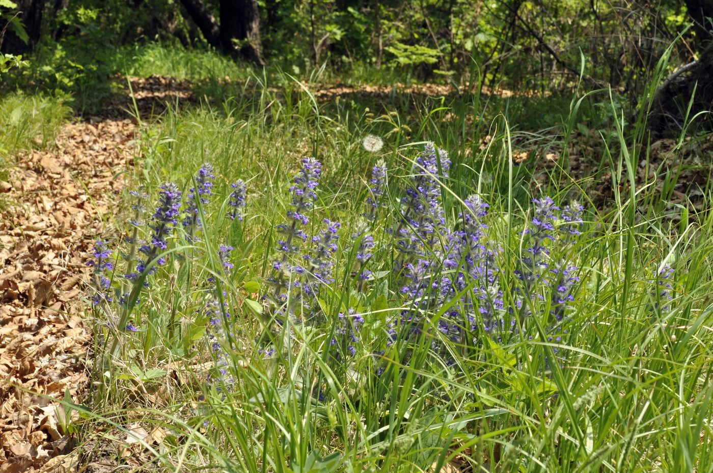 Изображение особи Ajuga multiflora.