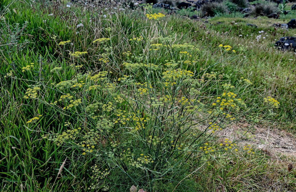 Изображение особи Foeniculum vulgare.