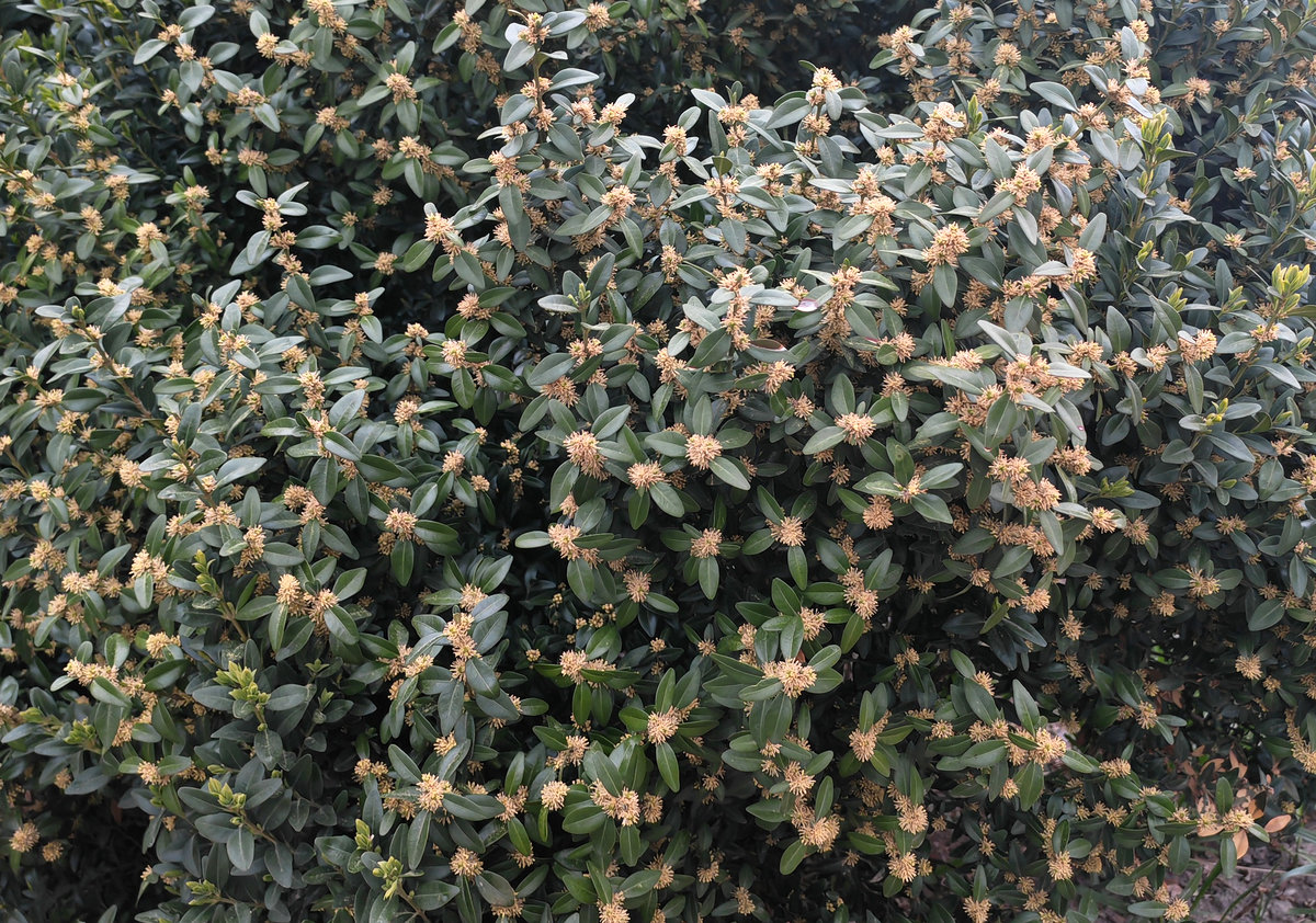 Изображение особи Buxus sempervirens.