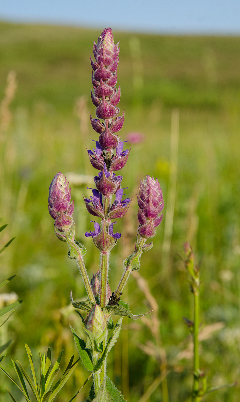 Изображение особи Salvia tesquicola.