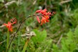 Crocosmia × crocosmiiflora
