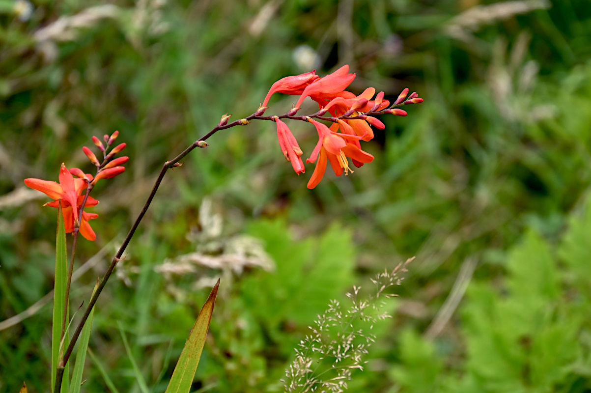 Изображение особи Crocosmia × crocosmiiflora.