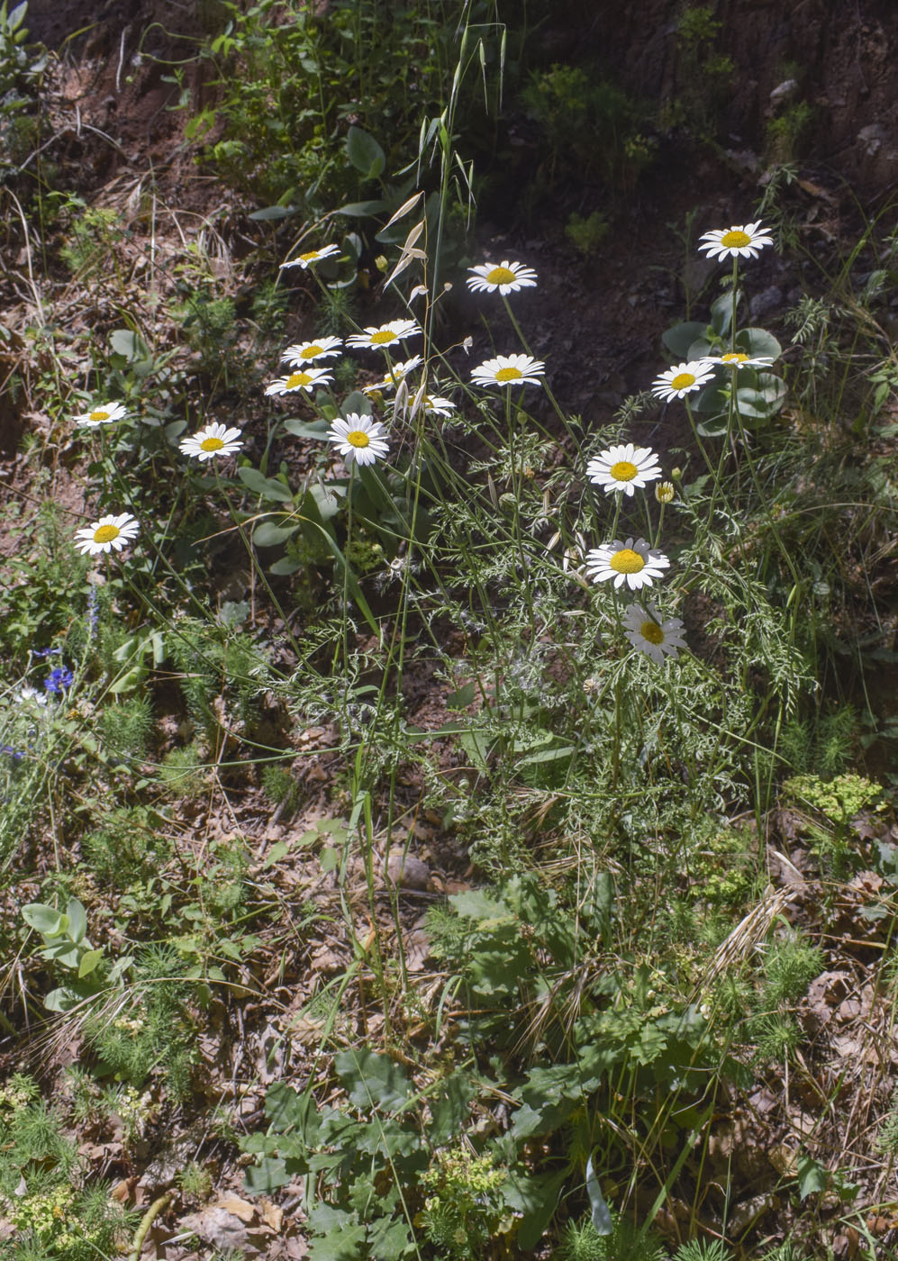 Image of Anthemis triumfetti specimen.