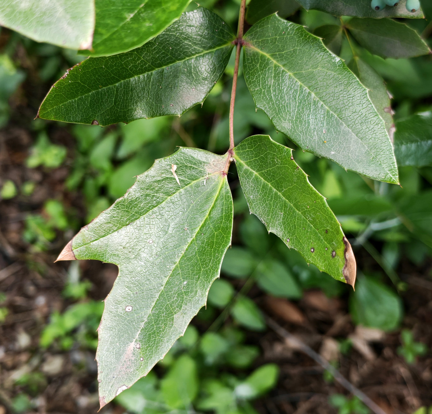 Image of Mahonia aquifolium specimen.