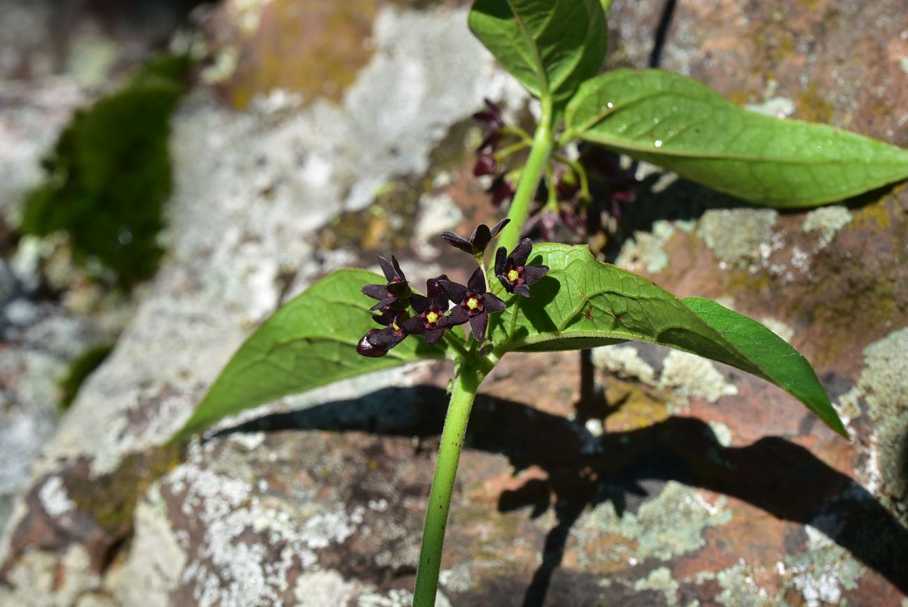Image of genus Vincetoxicum specimen.