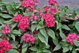 Pentas lanceolata. Верхушки цветущих растений. Китай, пров. Ганьсу, г. Чжанъе, в культуре. 03.06.2025.