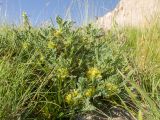 род Astragalus