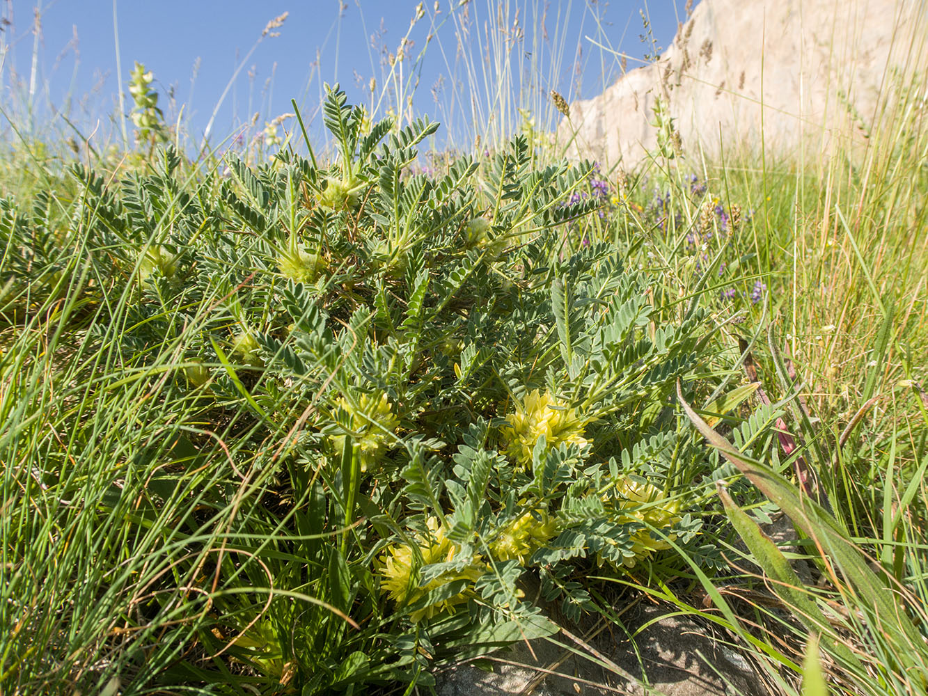 Изображение особи Astragalus aureus.