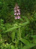 Stachys palustris