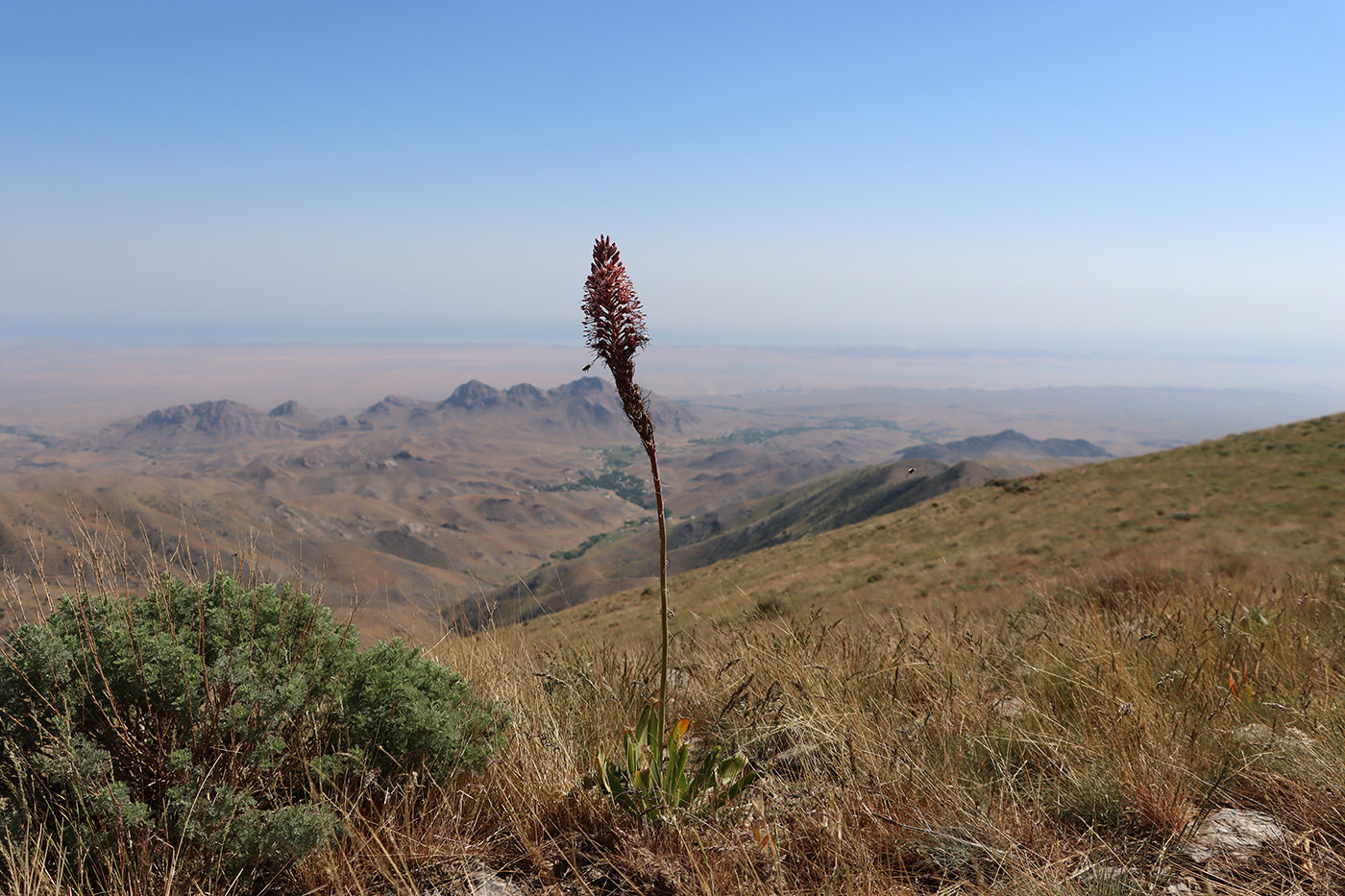 Image of Eremurus regelii specimen.