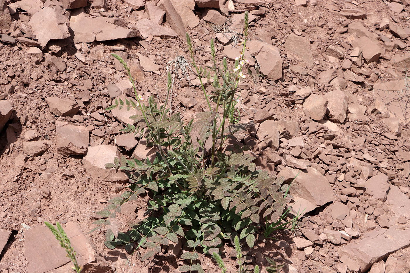 Image of Onobrychis chorassanica specimen.