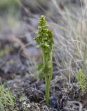 Botrychium lunaria. Спороносящее растение. Кабардино-Балкария, Зольский р-н, северный склон г. Эльбрус, ур. Аэродром, выс. ок. 2850 м н.у.м. 09.07.2026.