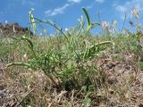 Astragalus campylorhynchus. Отцветающее растение с развивающимися плодами. Казахстан, юго-зап. отроги Джунгарского Алатау, горы Малайсары, пер. Архарлы, ≈ 930 м н.у.м., степь на мелкозёме. 27 апреля 2026 г.