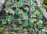 Microthlaspi perfoliatum. Зацветающие растения. Крым, Ангарский перевал. 30.04.2011.