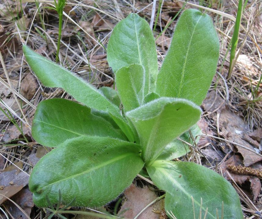 Изображение особи Trommsdorffia maculata.