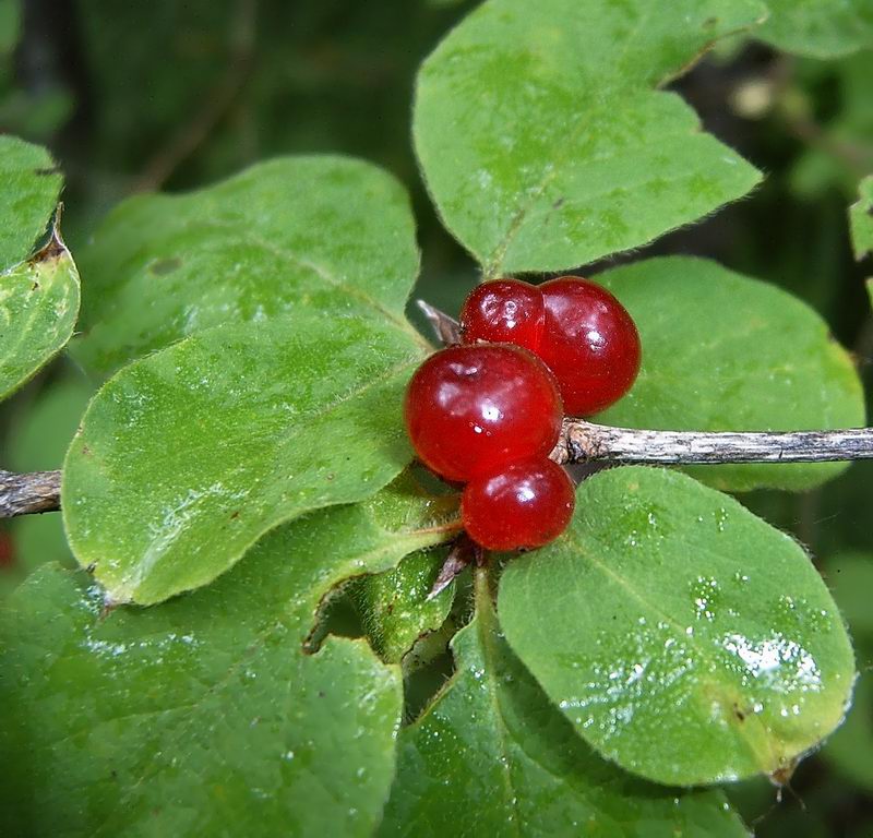 Изображение особи Lonicera xylosteum.