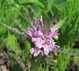 Dactylorhiza fuchsii