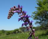 Salvia betonicifolia. Часть соцветия. Украина, Днепропетровская обл., балка в верховьях р. Самоткани. 04.06.2011.