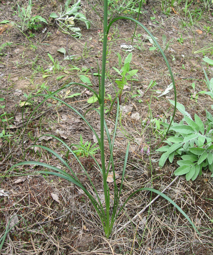 Image of Scorzonera purpurea specimen.
