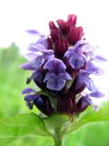 Prunella vulgaris