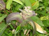 genus Bupleurum
