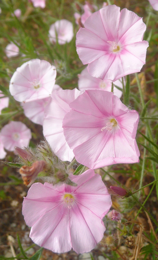 Изображение особи Convolvulus cantabrica.