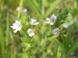 Euphrasia stricta