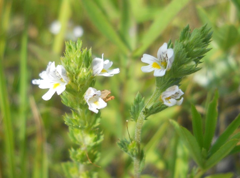 Изображение особи Euphrasia stricta.