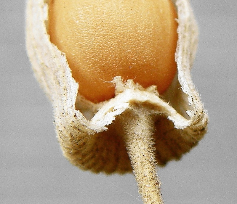 Image of Pleconax conica specimen.