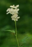 Filipendula ulmaria