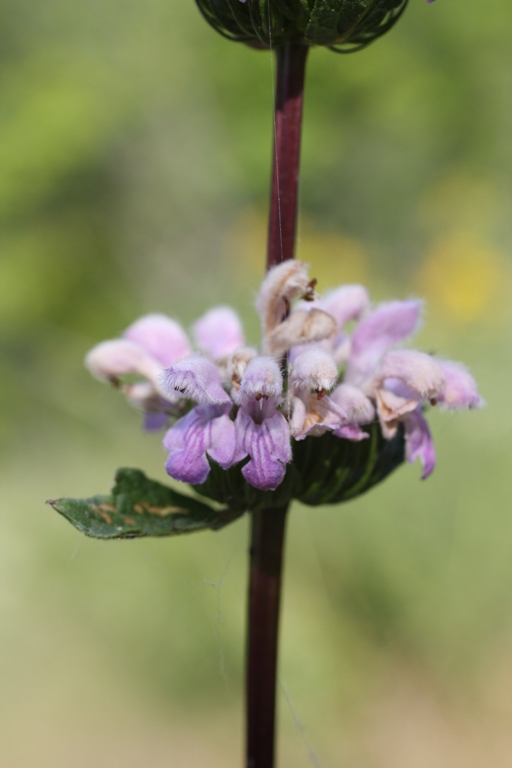 Изображение особи Phlomoides tuberosa.