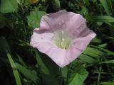 Calystegia spectabilis. Цветок. Коми, г. Сыктывкар, дворовая территория, кустарник. 02.08.2011.