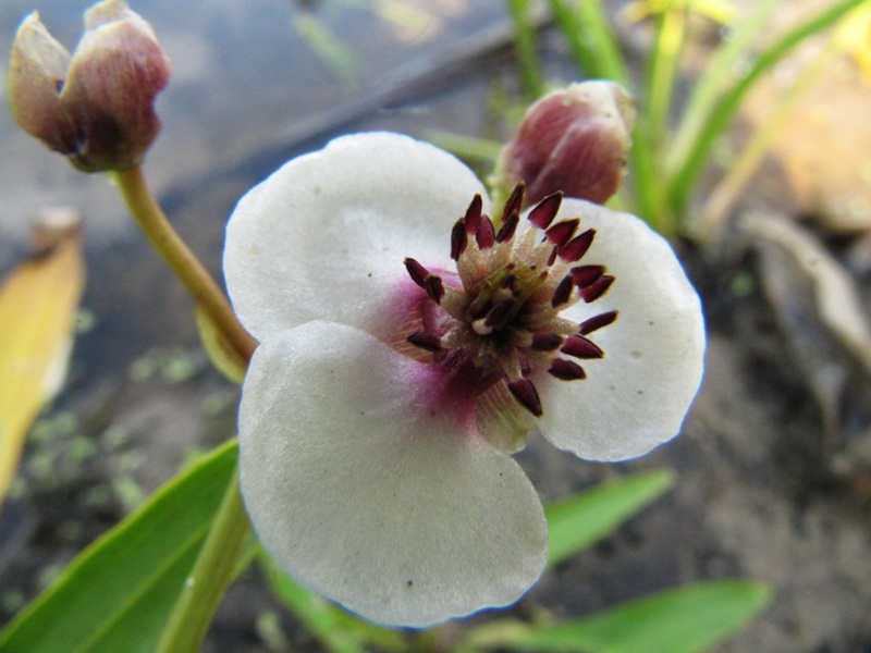 Image of Sagittaria sagittifolia specimen.