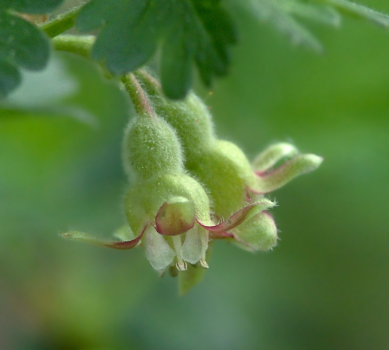 Изображение особи Grossularia uva-crispa.