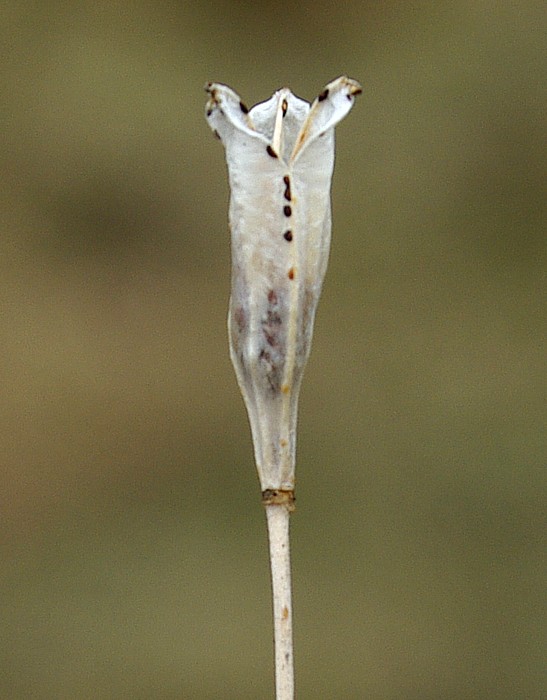 Изображение особи Tulipa heterophylla.