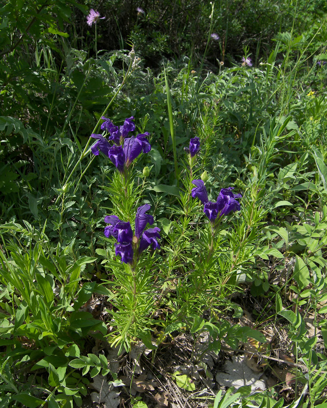 Изображение особи Dracocephalum austriacum.