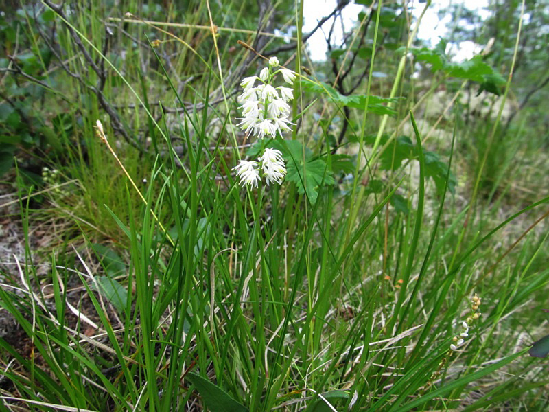 Image of Tofieldia cernua specimen.