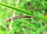 Carex hirta