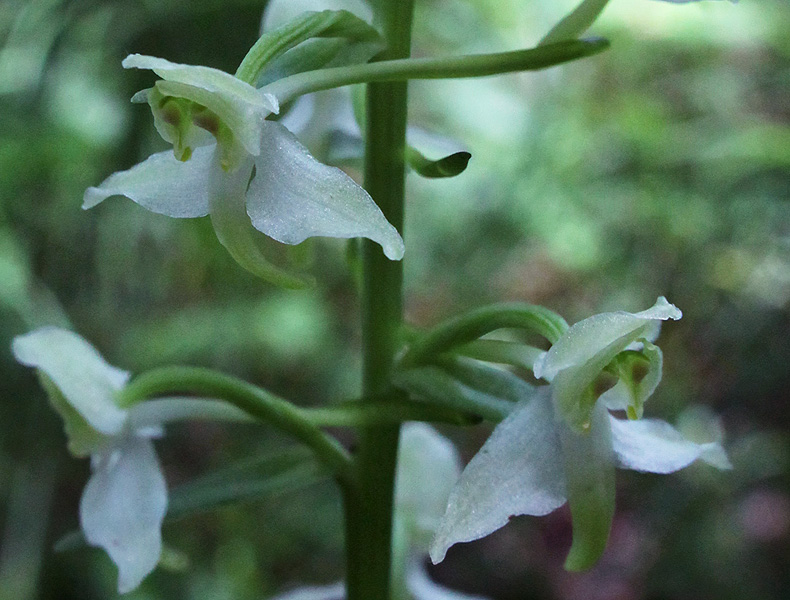 Изображение особи Platanthera chlorantha.