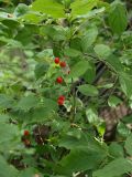 genus Cerasus. Побег с плодами. Приморье, Владивосток, Ботанический сад. 23.08.2009.
