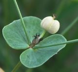 Euphorbia leptocaula. Плод. Краснодарский край, Кущёвский р-н, станица Шкуринская, сухой склон над р. Ея. 02.06.2011.