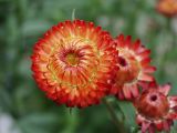 Xerochrysum bracteatum. Соцветие (культивар). Московская обл., Раменский р-н, окр. дер. Хрипань, дачный участок. 28.08.2001.