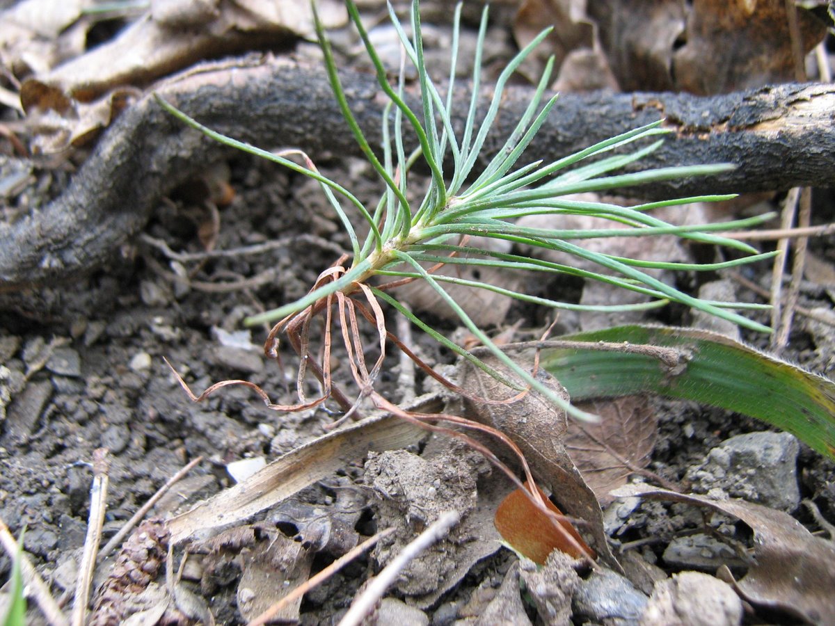 Image of Pinus pallasiana specimen.