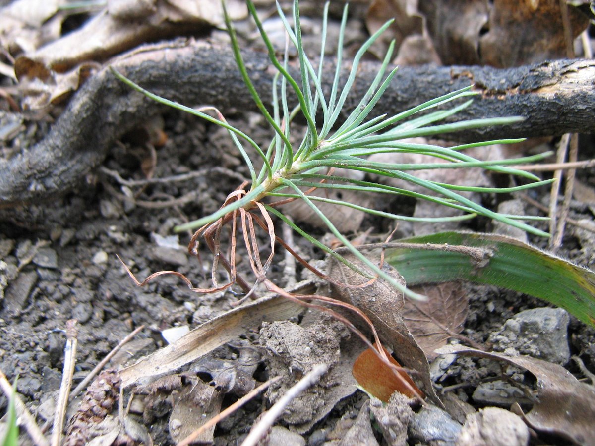 Изображение особи Pinus pallasiana.