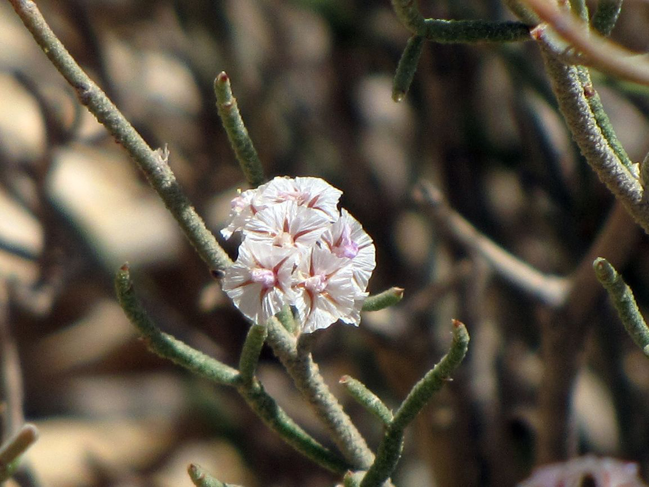 Изображение особи Limonium pruinosum.