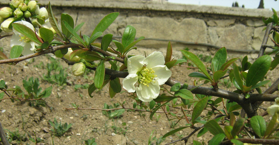 Изображение особи Chaenomeles japonica.