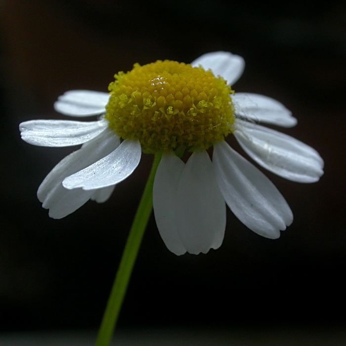 Image of Matricaria recutita specimen.